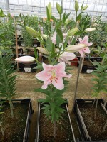 [4217 Companion No01.JPG]